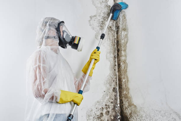 Best Insurance-Related Mold Remediation in Towamensing Trails, PA