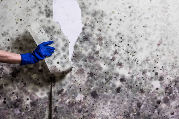 Best Residential Mold Remediation in Towamensing Trails, PA